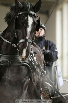 Zimní Jezdecký pohár spřežení 2016 -...