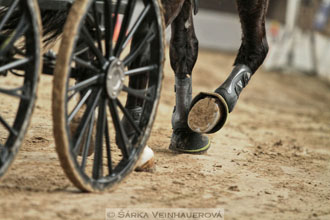 Zimní Jezdecký pohár spřežení 2016 -...