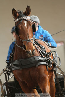 Zimní Jezdecký pohár spřežení 2016 -...