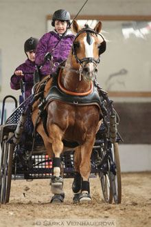 Zimní Jezdecký pohár spřežení 2016 -...