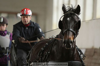Zimní Jezdecký pohár spřežení 2016 -...