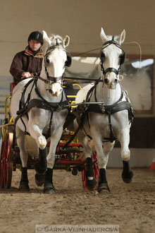Zimní Jezdecký pohár spřežení 2016 -...