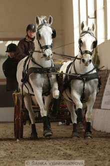 Zimní Jezdecký pohár spřežení 2016 -...