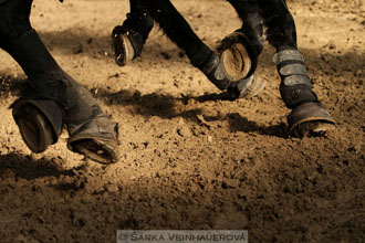 Zimní Jezdecký pohár spřežení 2016 -...