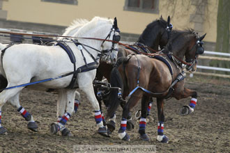 Zimní Jezdecký pohár spřežení 2016 -...