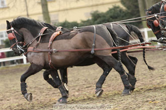 Zimní Jezdecký pohár spřežení 2016 -...