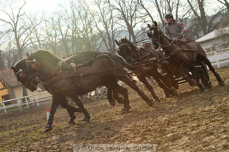Zimní Jezdecký pohár spřežení 2016 -...