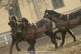 Zimní Jezdecký pohár spřežení 2016 -...