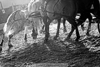 Zimní Jezdecký pohár spřežení 2016 -...