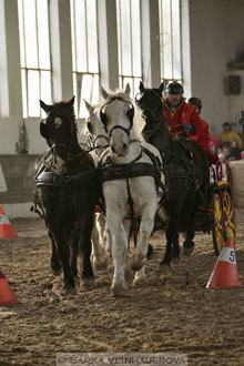 Zimní Jezdecký pohár spřežení 2016 -...