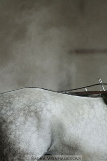 Zimní Jezdecký pohár spřežení 2016 -...