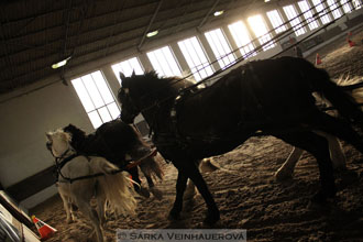 Zimní Jezdecký pohár spřežení 2016 -...